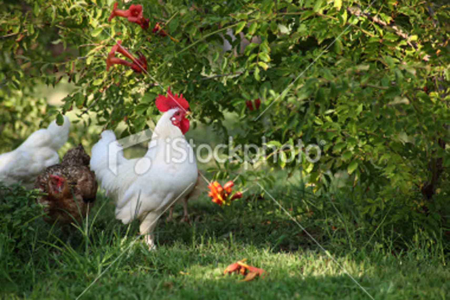 Cockerel And Hen