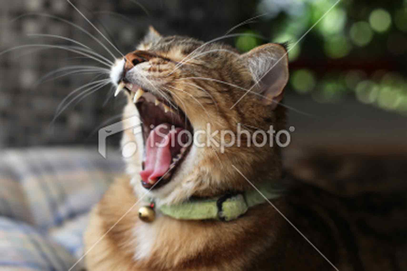 Animal Mouth Open